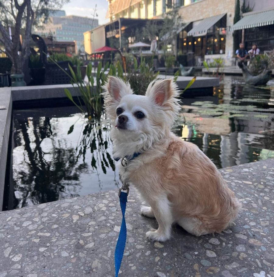 León, el perro de Mica Tinelli