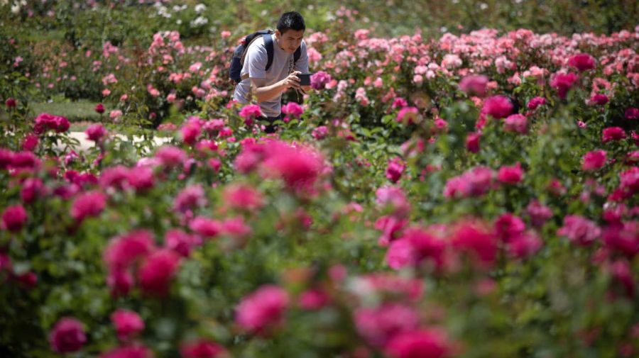 Rosedal de Buenos Aires del Parque 3 de Febrero, en la ciudad de Buenos Aires, Argentina 20241205