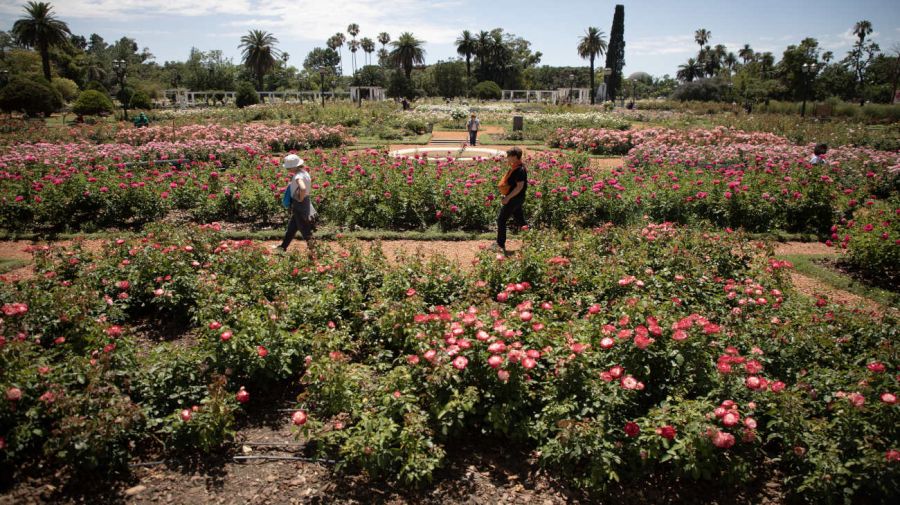 Rosedal de Buenos Aires del Parque 3 de Febrero, en la ciudad de Buenos Aires, Argentina 20241205