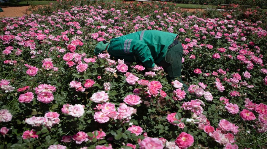 Rosedal de Buenos Aires del Parque 3 de Febrero, en la ciudad de Buenos Aires, Argentina 20241205