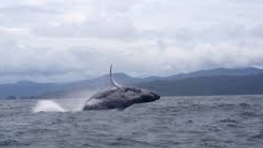 1812_BALLENA JOROBADA