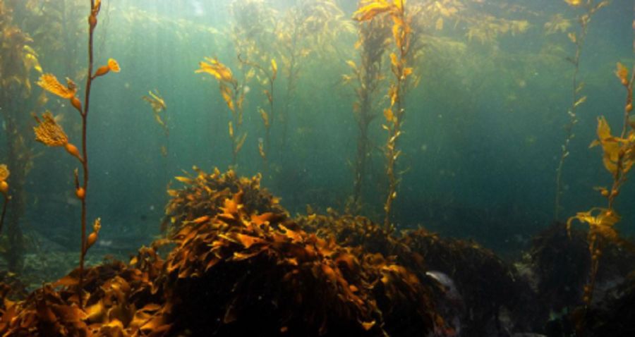 1812_bosques submarinos