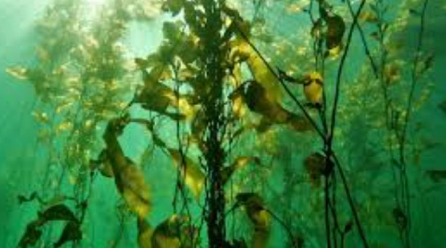 1812_bosques submarinos