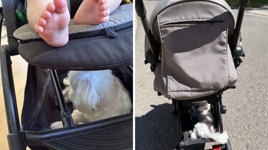 Cruz Urcera demostró quién es su amigo del mundo animal