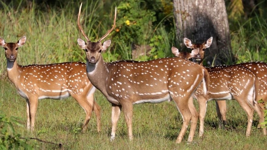 Entre Ríos declara plaga a jabalíes, ciervos axis y chanchos asilvestrados