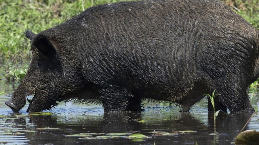 Entre Ríos declara plaga a jabalíes, ciervos axis y chanchos asilvestrados