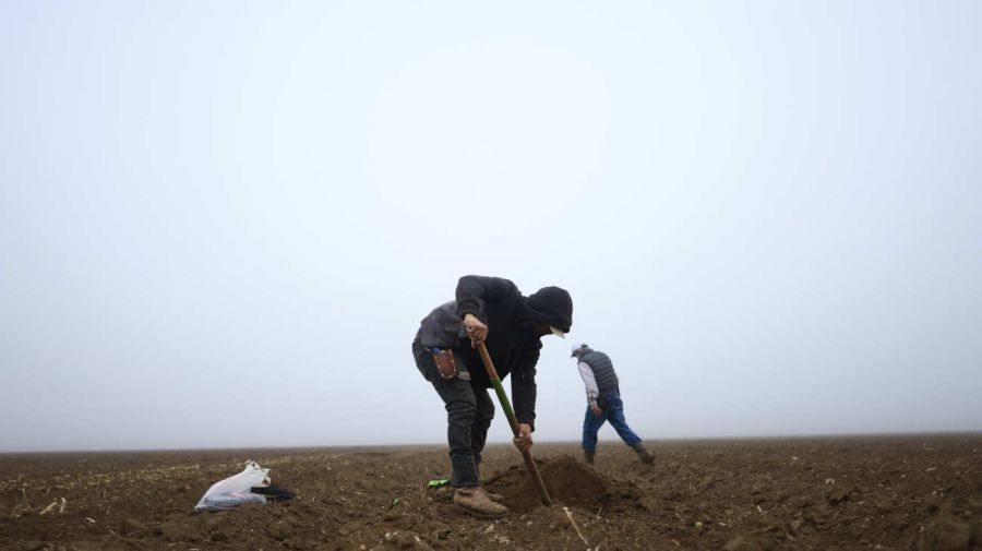 POLÍTICA ESTADOUNIDENSE MIGRACIÓN AGRICULTURA TRUMP 20241231