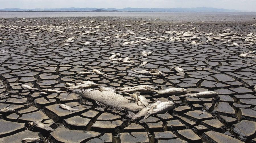 2024, el año más caluroso registrado, superó el límite del calentamiento global 20250110