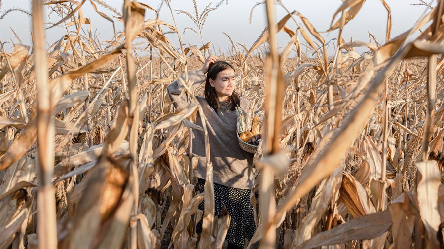 Sequía en cultivos de maíz