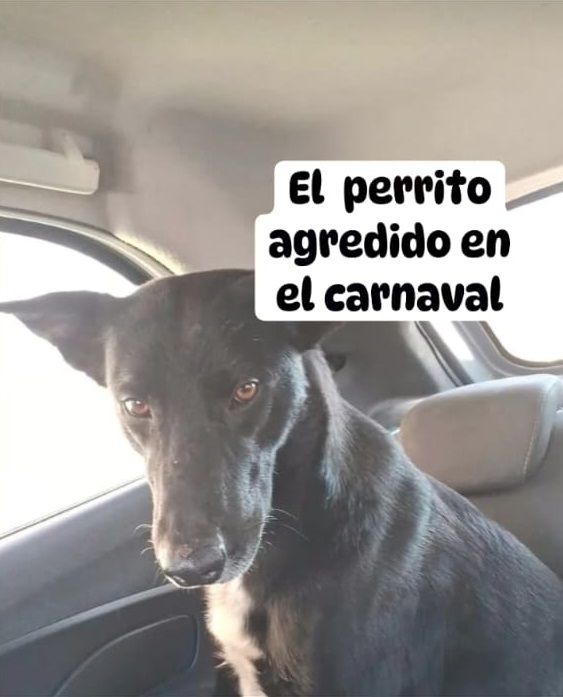 Perro agredido en Gualeguaychú