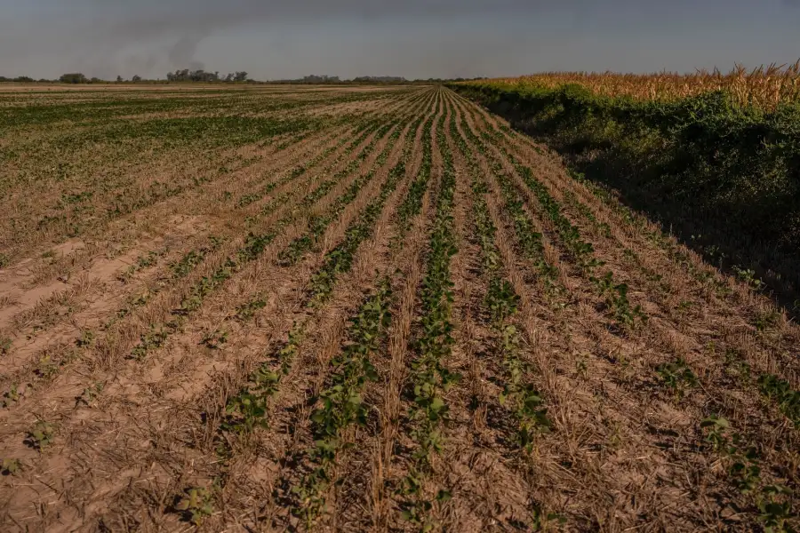 La Nina Effects Surprise Argentine Farmers As Dryness Kicks In