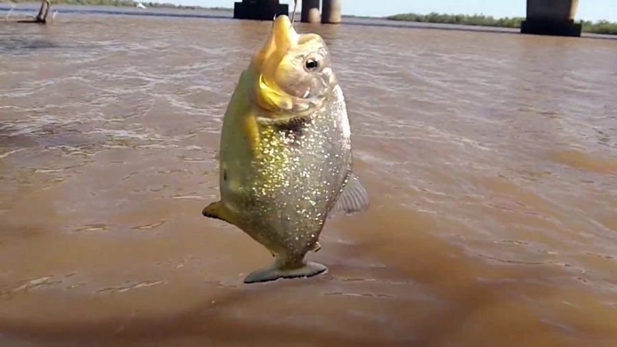 0602_palometa
