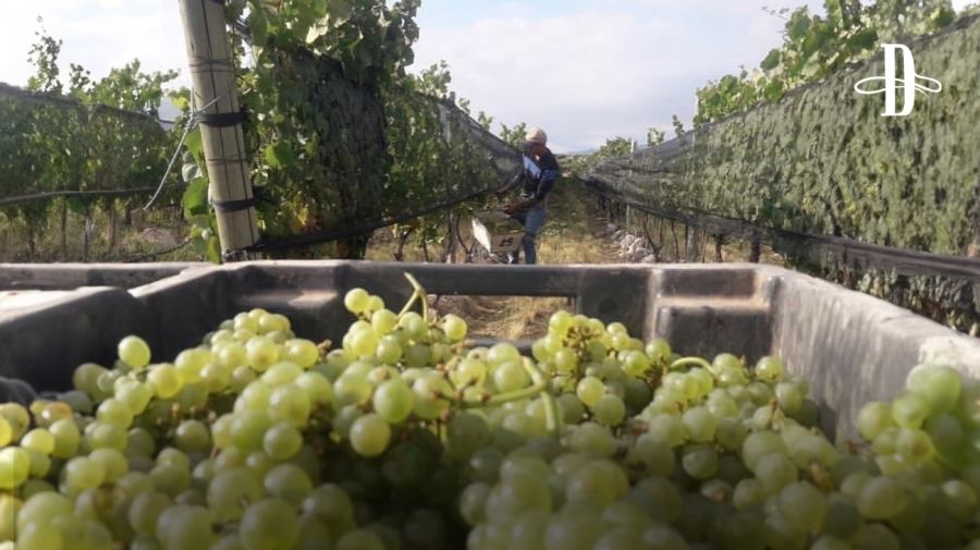 Vinos Naranjos