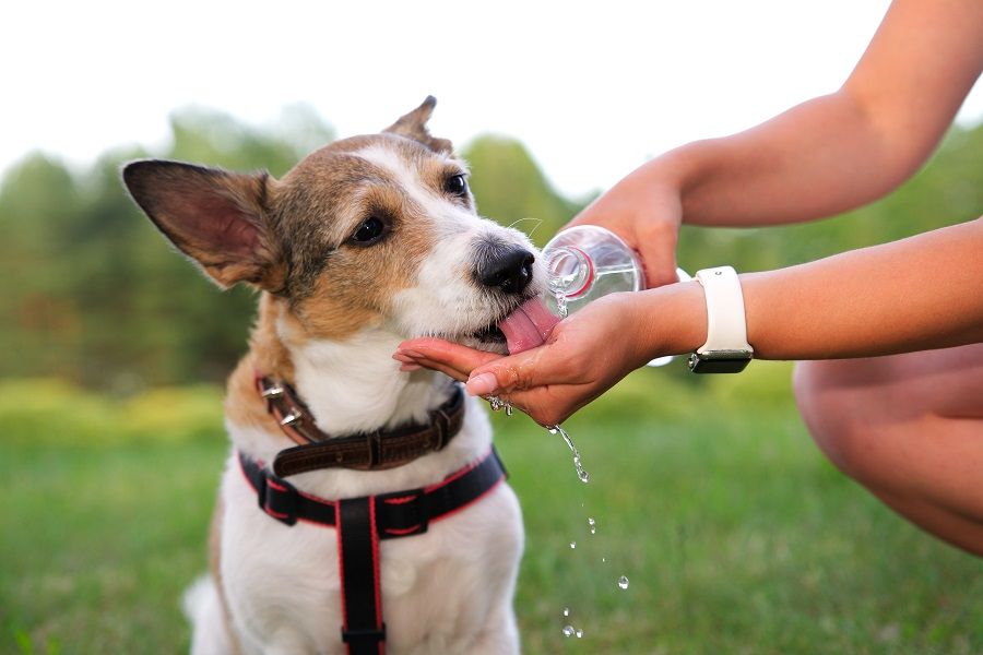 Mascotas con calor
