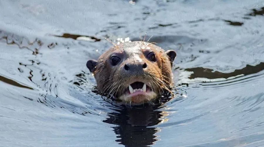 1002_nutria