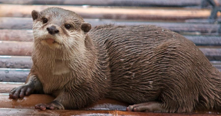 1002_nutria