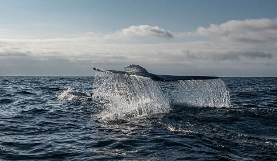 1902_BALLENAS