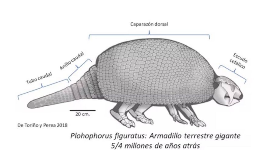2102_gliptodonte