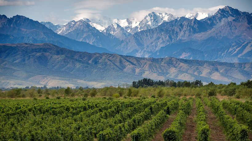 Paisaje mendocino con cordillera y viñedo