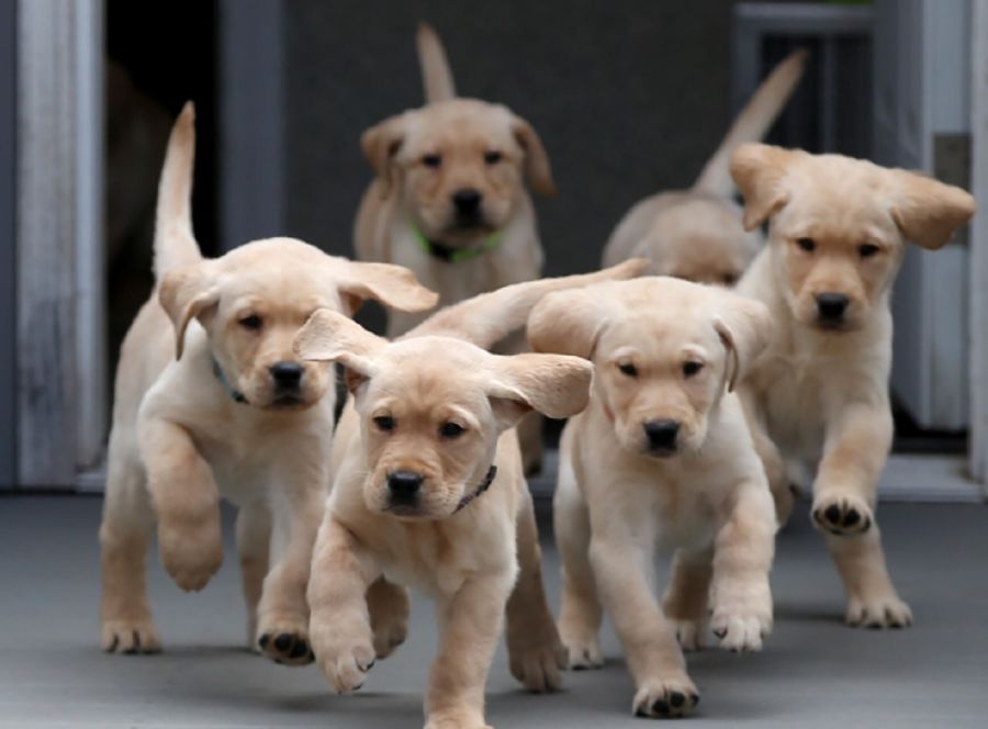 2702_perros