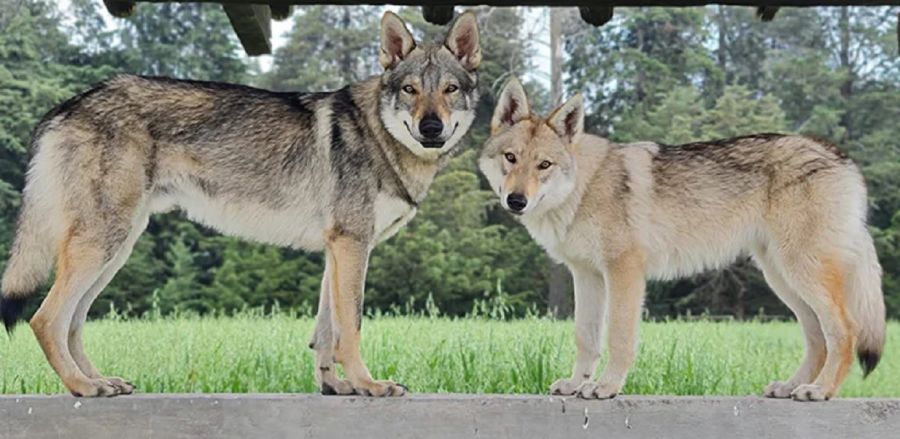 2702_perros y lobos