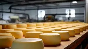 Importante empresa remata más de 430 mil kilos de quesos.