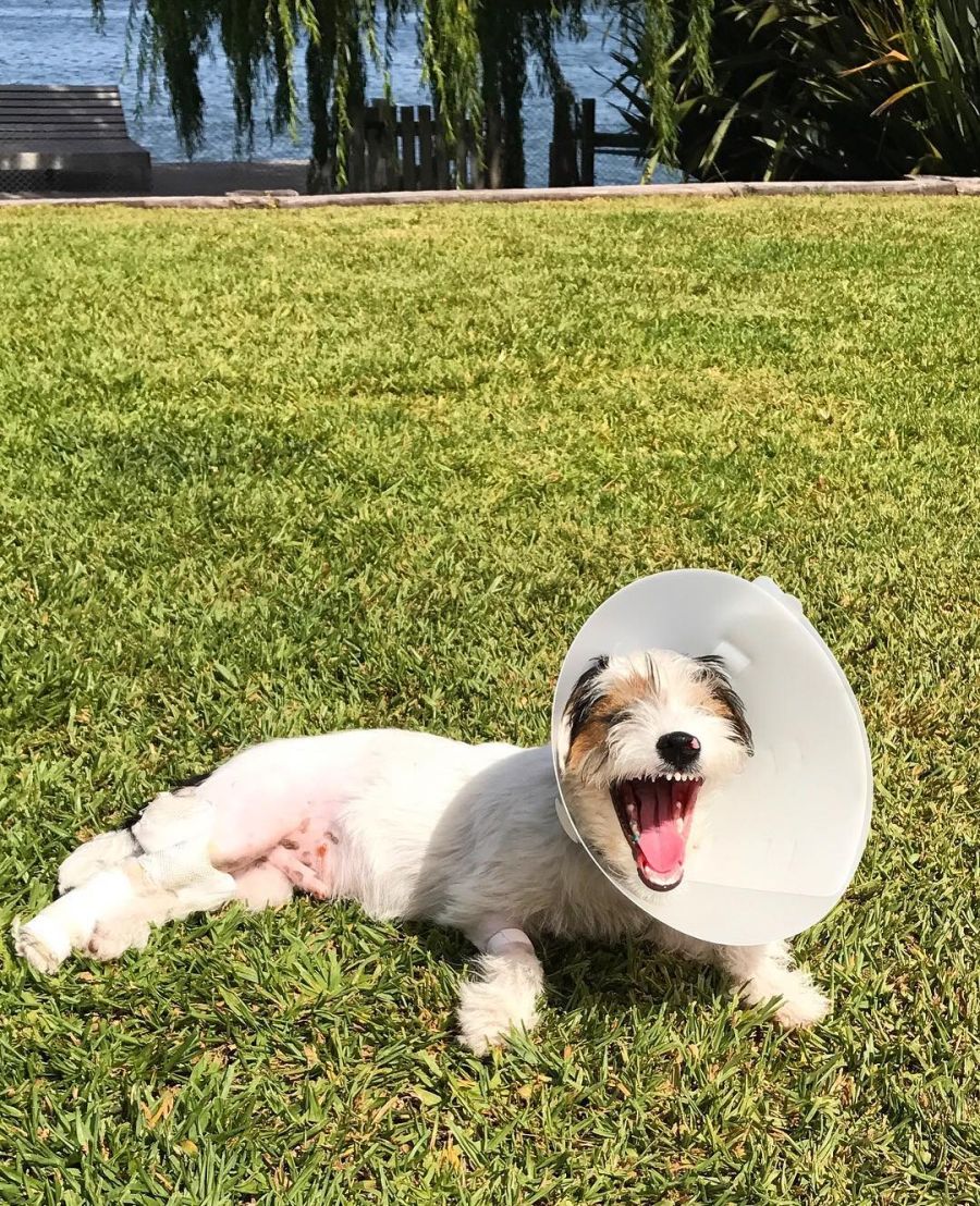 Pico Mónaco, Pampita y Osvaldo