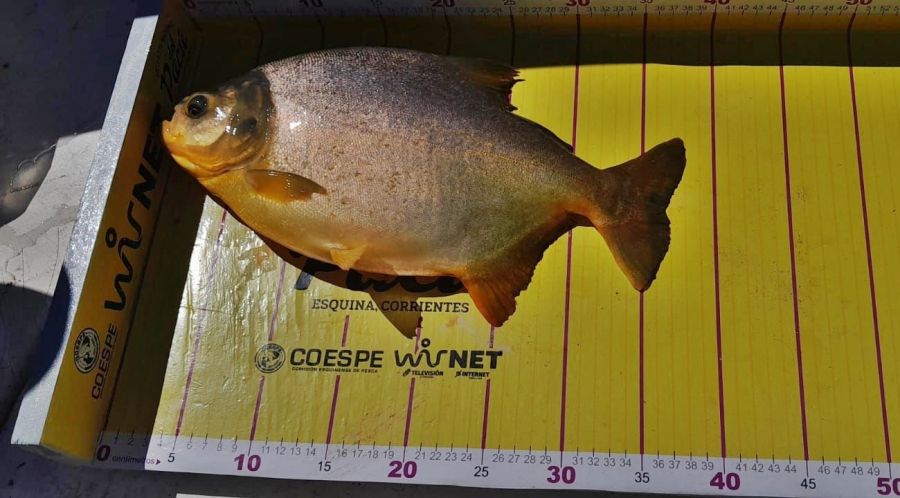 0403_pacu