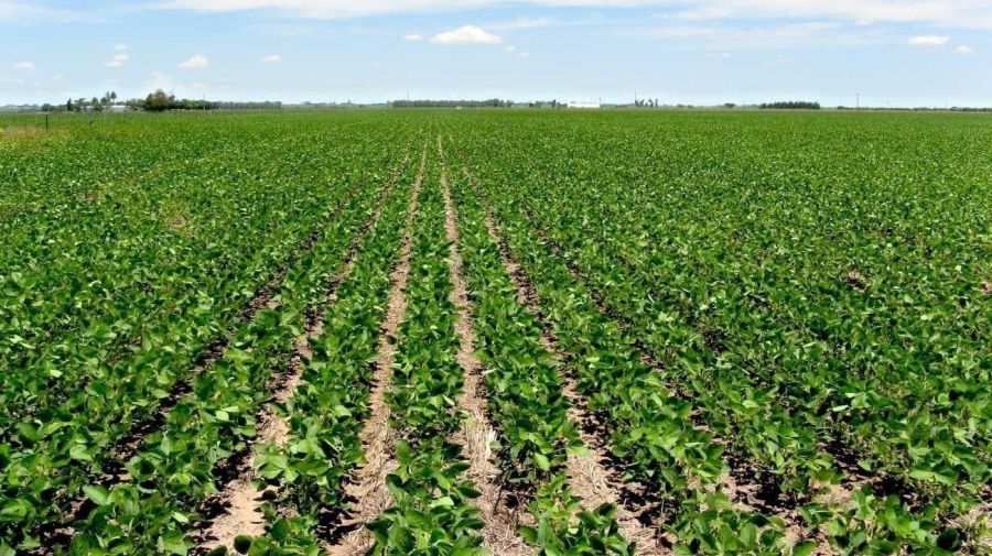 Fenómeno del Niño en el campo 