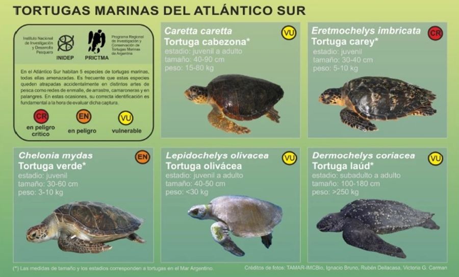 1303_tortuga