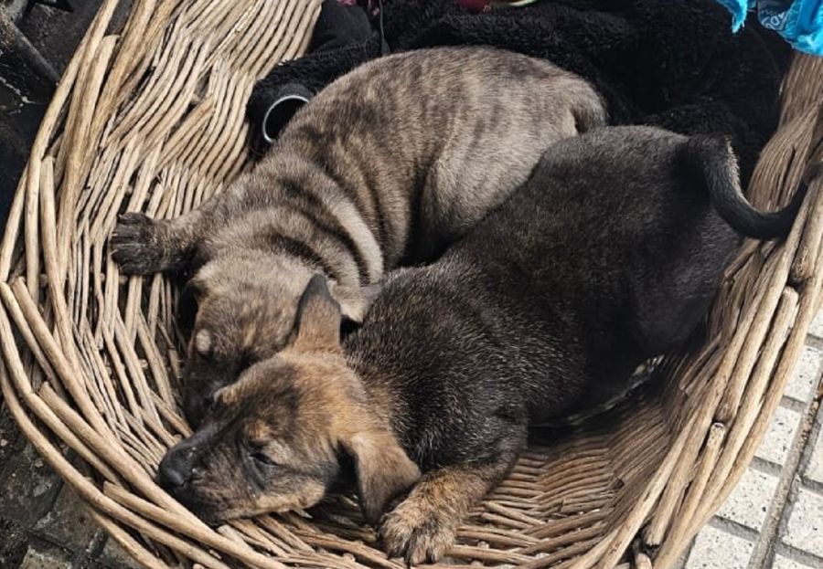 Cachorros rescatados