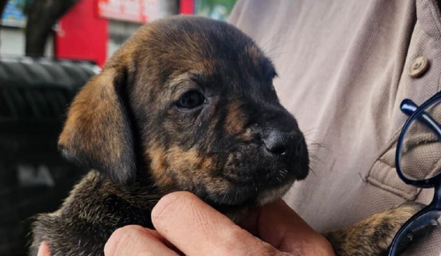 Cachorros rescatados