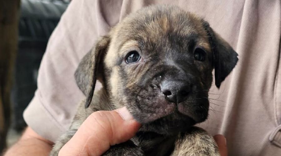 Cachorros rescatados