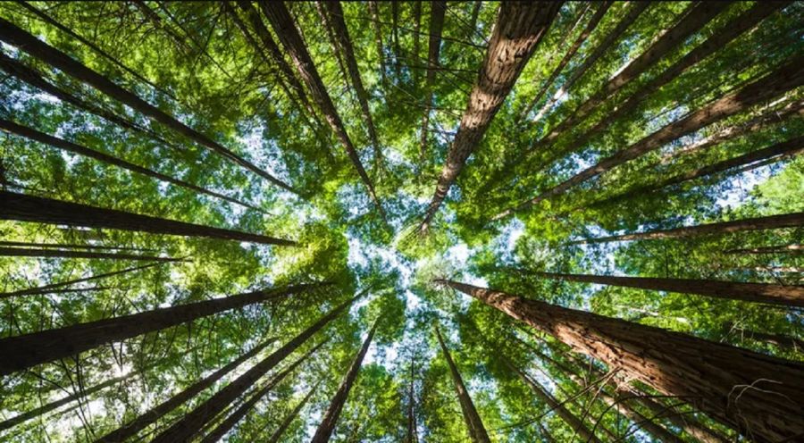 2103 Los bosques son parte de un todo como nosotros