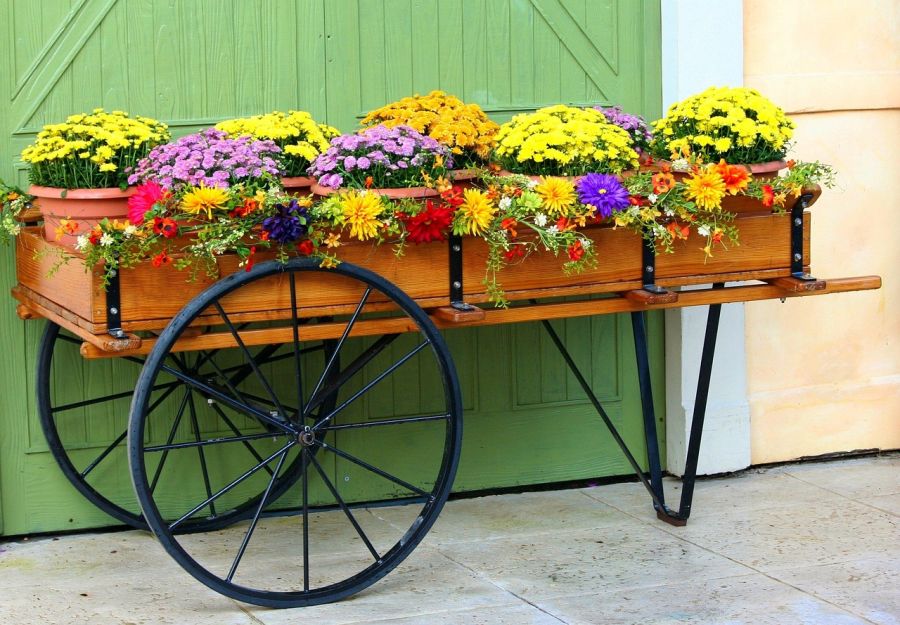 plantas de crisantemos