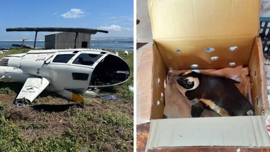 Un pingüino, responsable de la caída de un helicóptero Robinson R44 en Sudáfrica 20250411