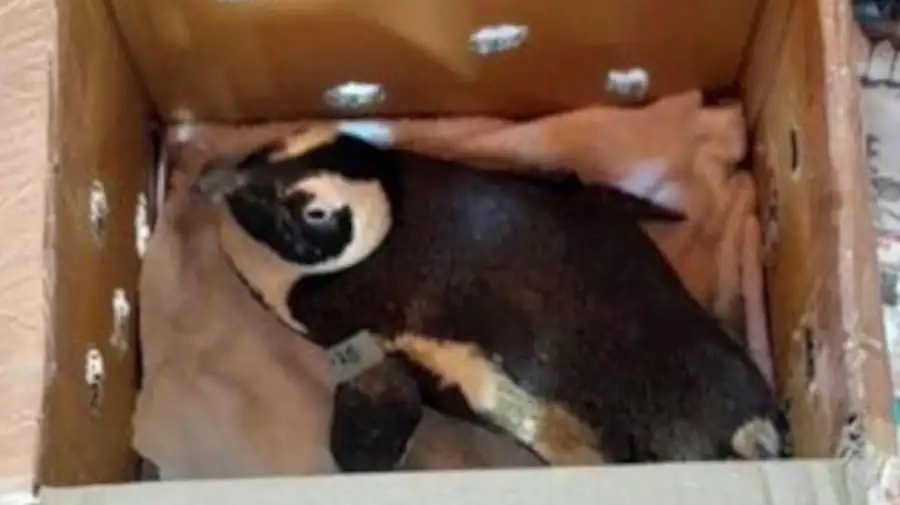 Un pingüino, responsable de la caída de un helicóptero Robinson R44 en Sudáfrica 20250411