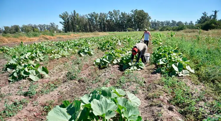 productores-rurales-cinturon-verde-cordoba-1