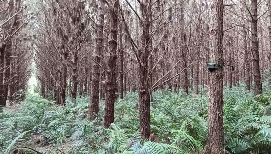 2404_CORREDORES BOSQUES