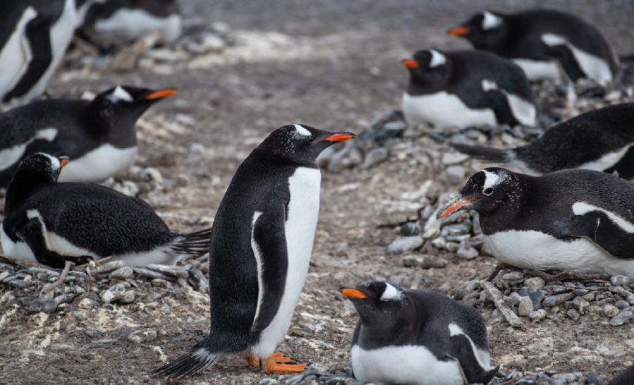 2504_pingüinos