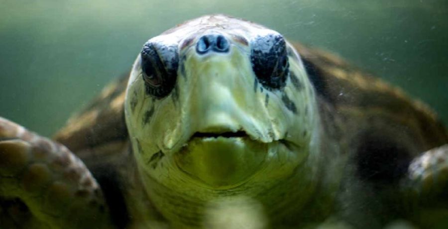 2804_tortugo Jorge 
