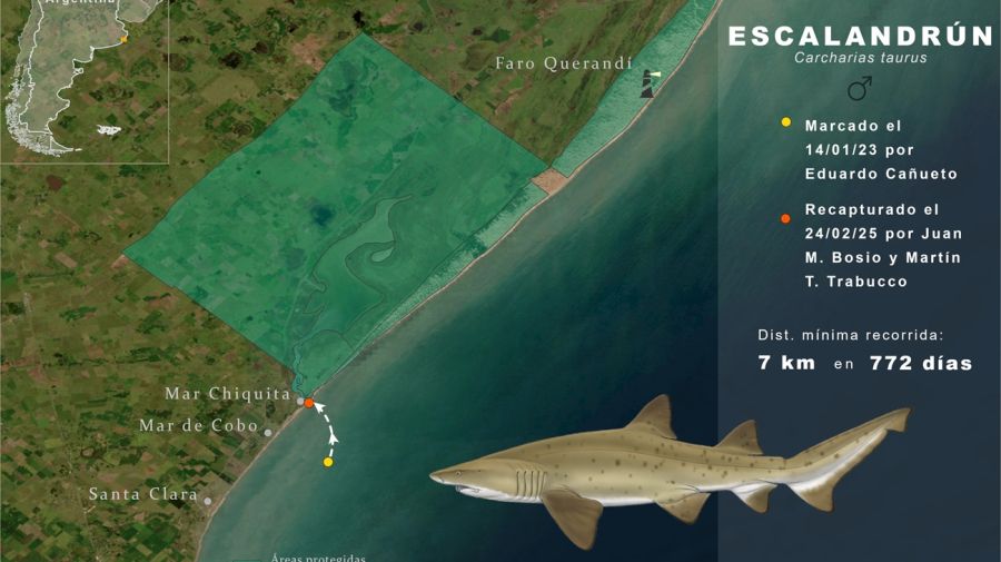 2904_tiburones