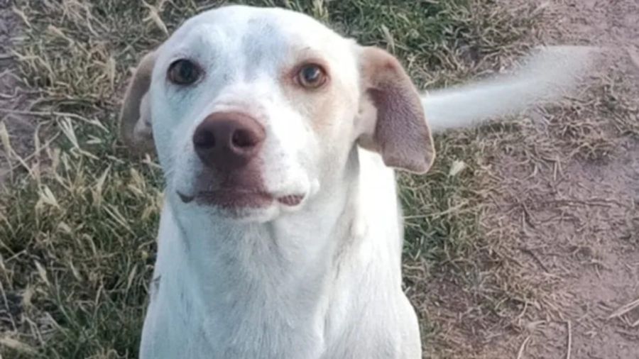 Condenado por matar a un perro 20250430