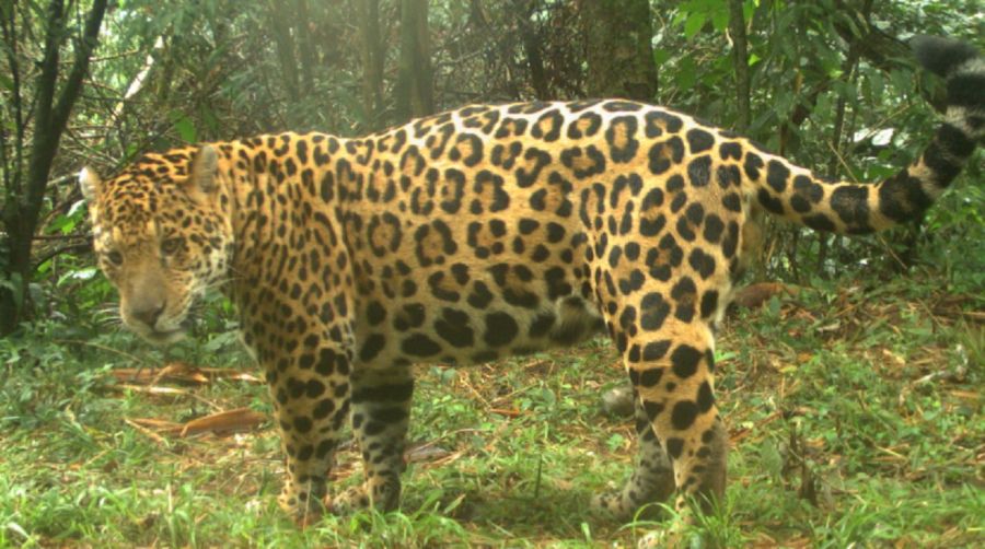 0605_yaguareté