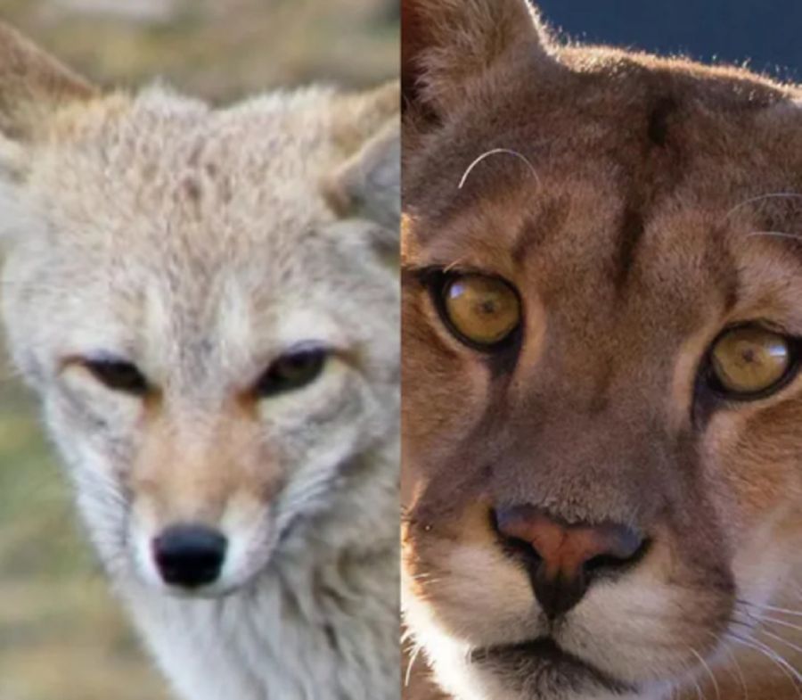 0705_pumas y zorros