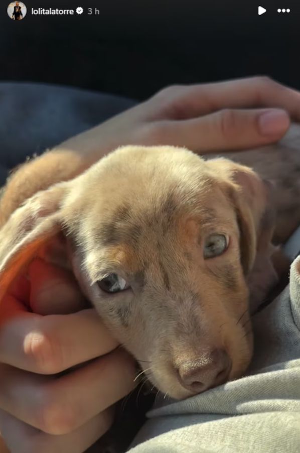 Nuevo perrito de Yanina y Diego Latorre