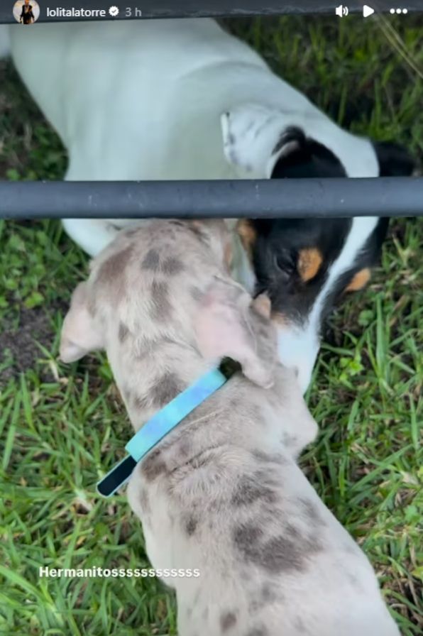 Nuevo perrito de Yanina y Diego Latorre