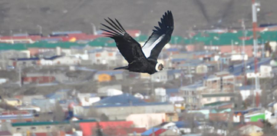 1605_cóndor andino