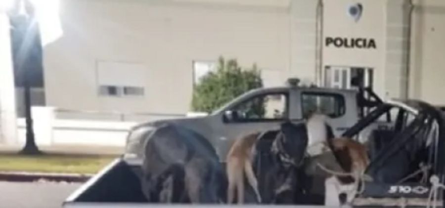 1605_perros 