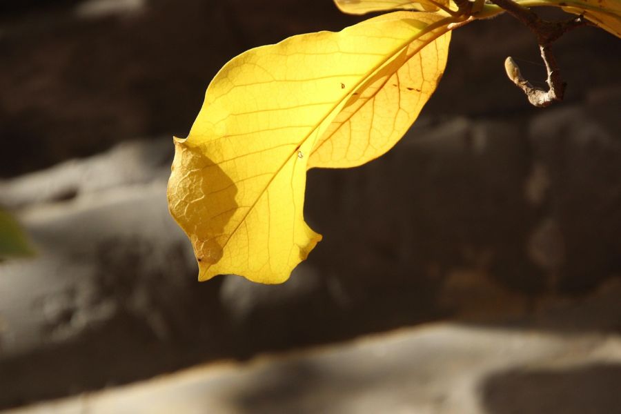 hojas amarilla de la planta 
